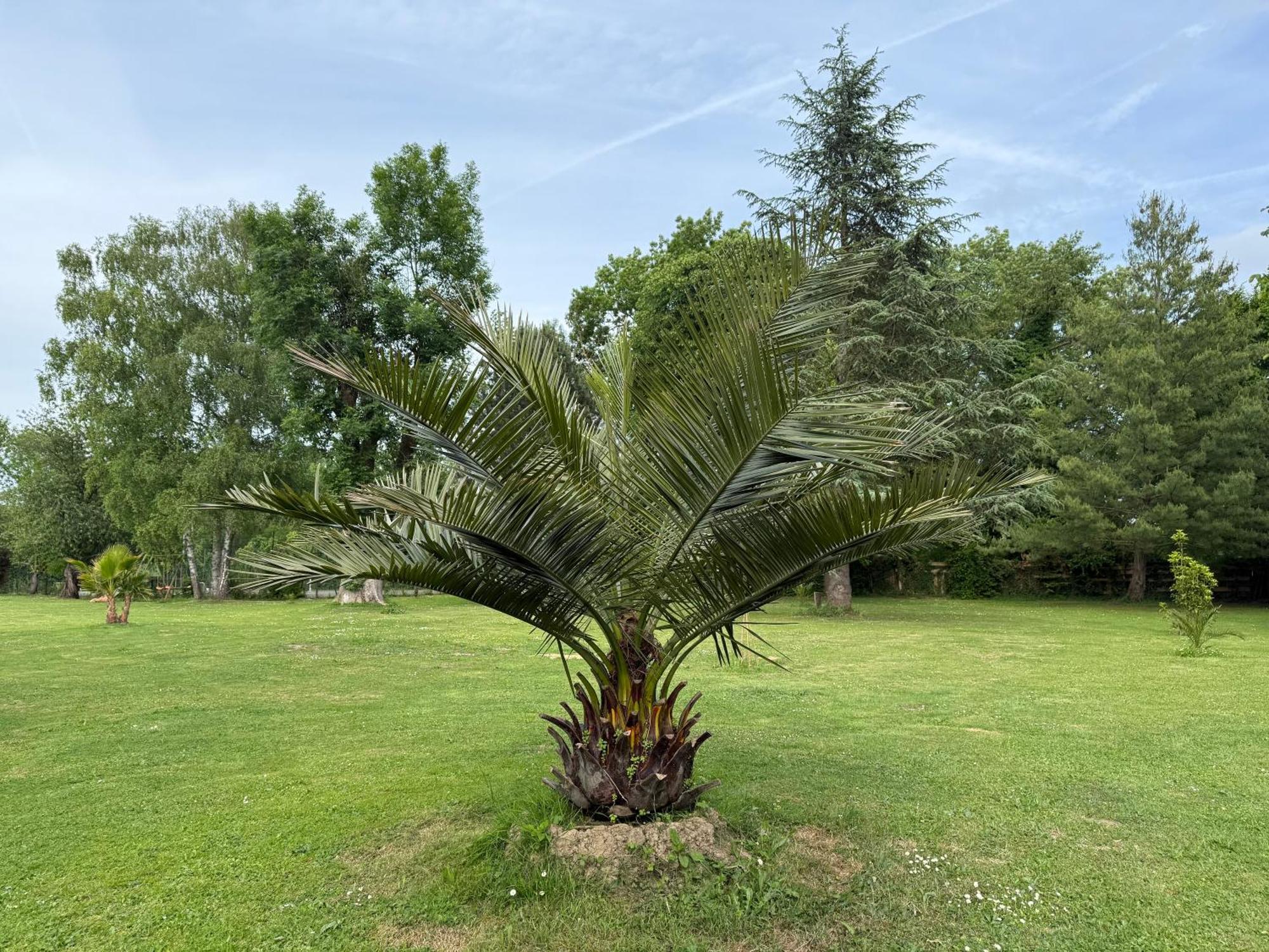 Appartement Familial Au Bord De La Marne, Jardin 8000M2, Piscine, Court De Tennis, Terrasse, Parking Gratuit Proche Disneyland Isles-les-Villenoy Екстер'єр фото